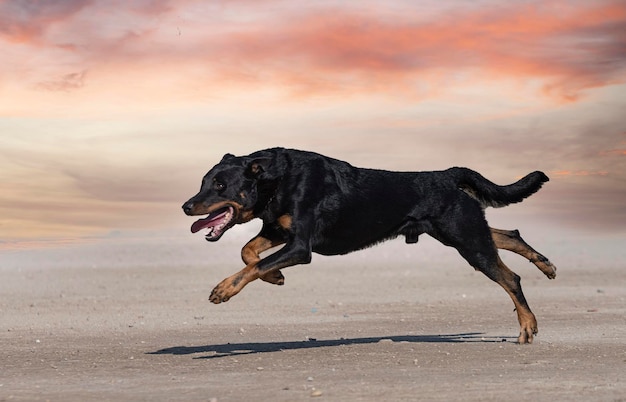 Training of french shepherd