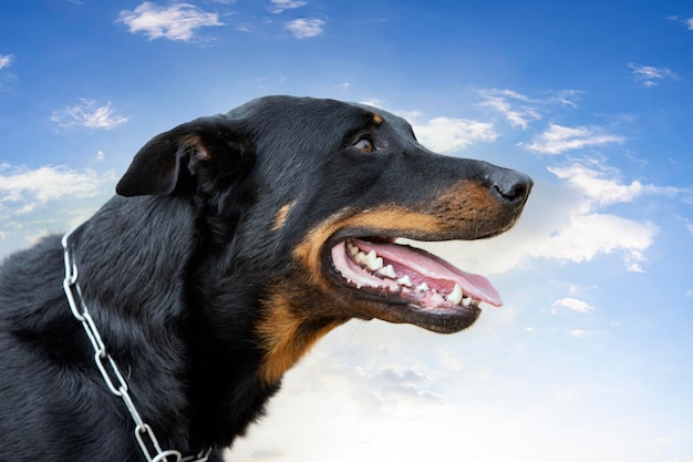 Training of french shepherd