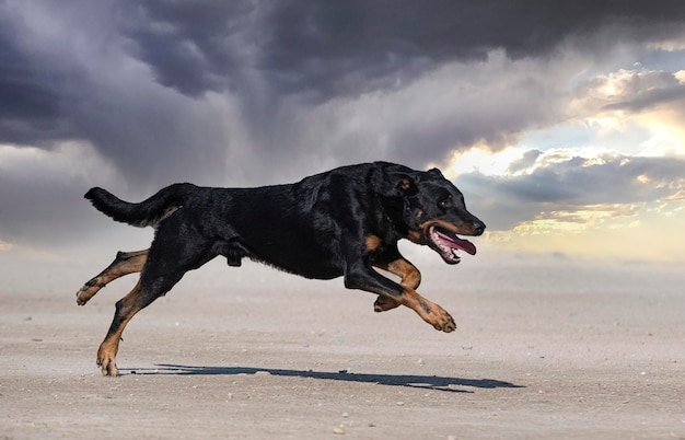 Training of french shepherd