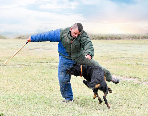 training of french shepherd