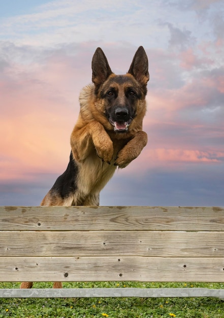 Training for a german shepherd on a fence for obedience discipline