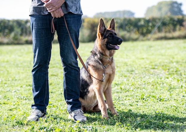 Training of german shepherd and obedience in nature