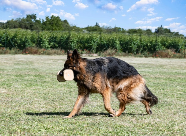 Training of german shepherd