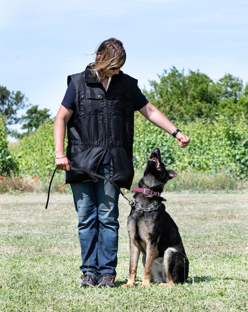 Training of german shepherd