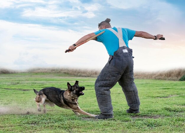 Training of german shepherd