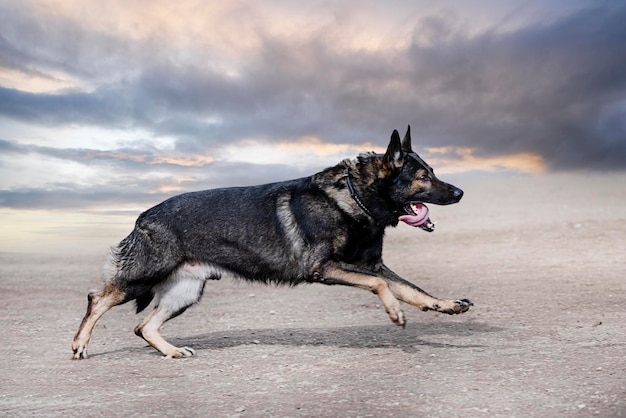 Training of german shepherd