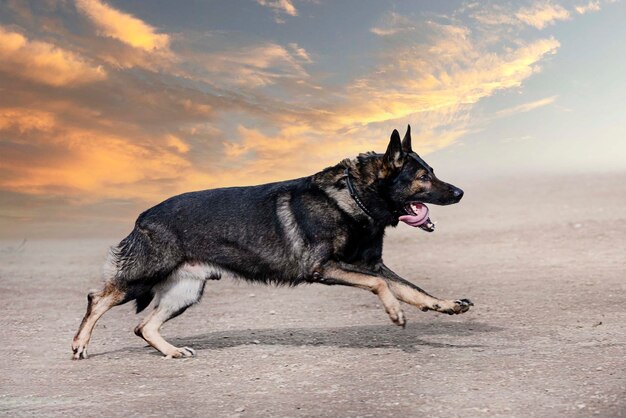 Training of german shepherd