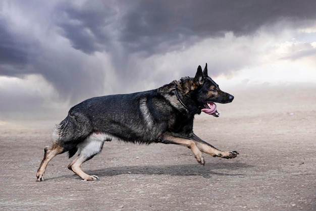 Training of german shepherd