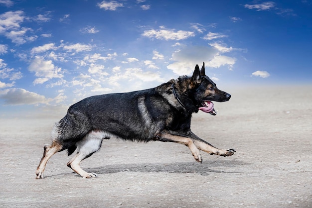 Training of german shepherd