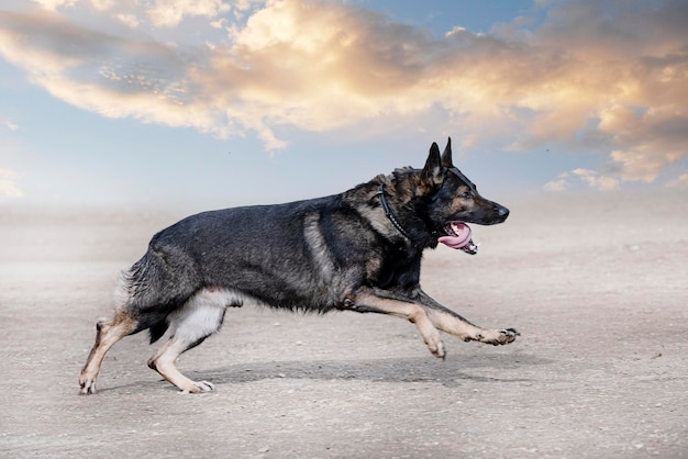 Training of german shepherd