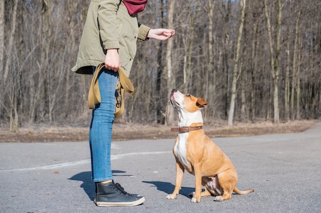 Training a grown-up dog to do "sit" command. Person schooling a staffordshire terrier in a park, obedient dog sits and listens to owner.