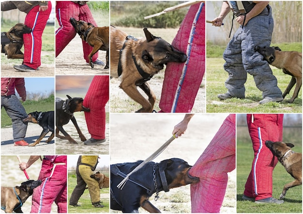 Training of guard dogs