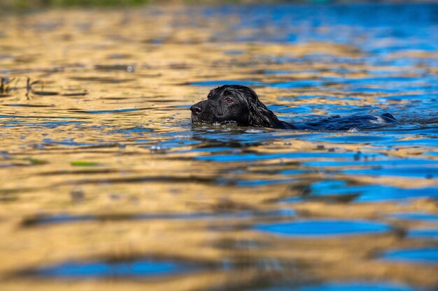 Training a hunting dog on the water. Russian Spaniel