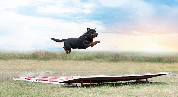 Training of jumping