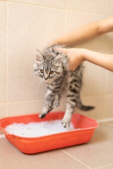 Addestrando un gattino alla toilette, il ragazzo mostra il vassoio al gatto