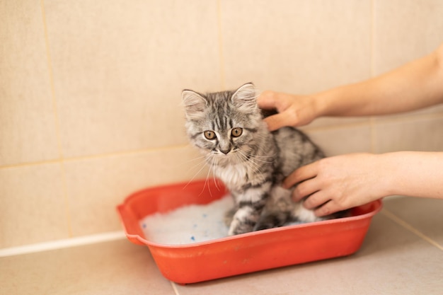 Training a kitten to the toilet, the guy shows the tray to the cat