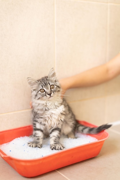 Training a kitten to the toilet, the guy shows the tray to the cat