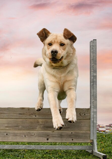 Training for a labrador retriever on a fence for obedience discipline