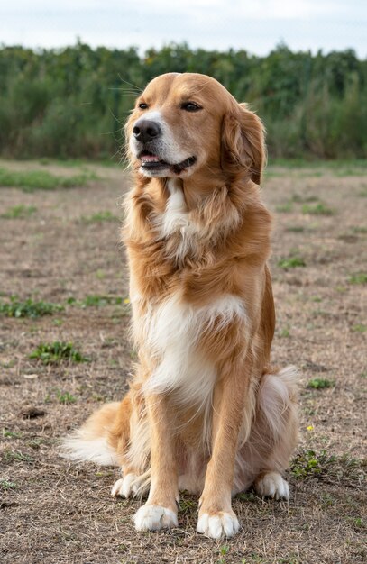 Photo training of obedience for dog