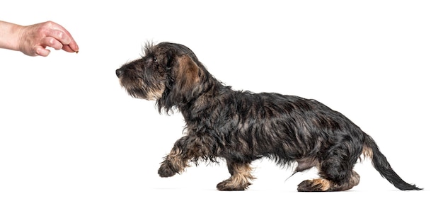 Training in progress Dachshund dog following food isolated