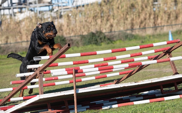 Foto addestramento per un rottweiler su una recinzione per la disciplina dell'obbedienza