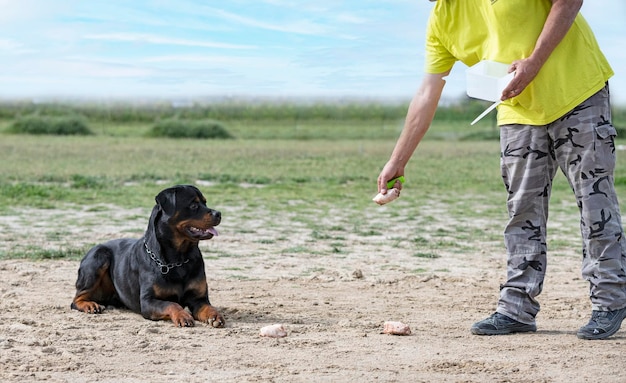 Training of rottweiler for food refusal