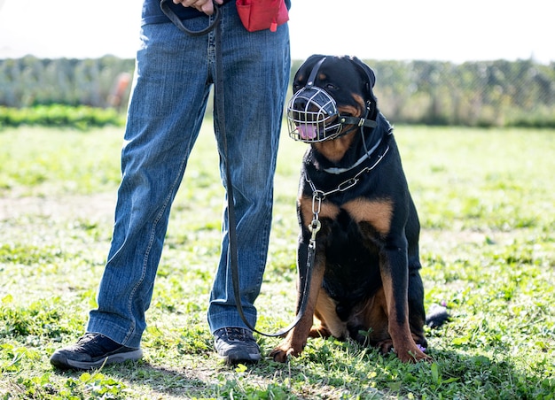 Training of rottweiler for obedience in nature