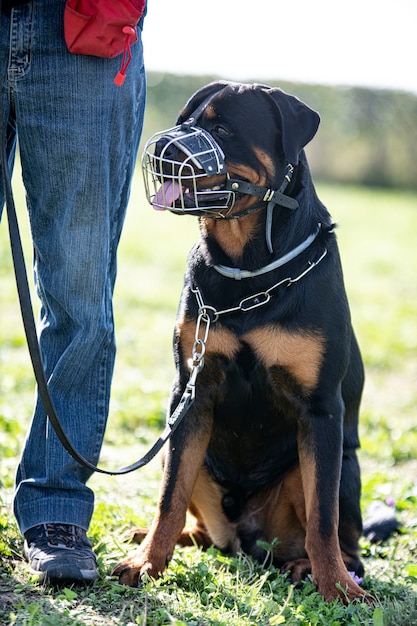 Formazione del rottweiler per l'obbedienza in natura