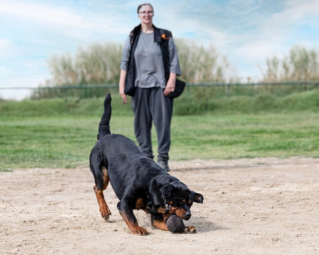 Addestramento di rottweiler per il recupero di un oggetto