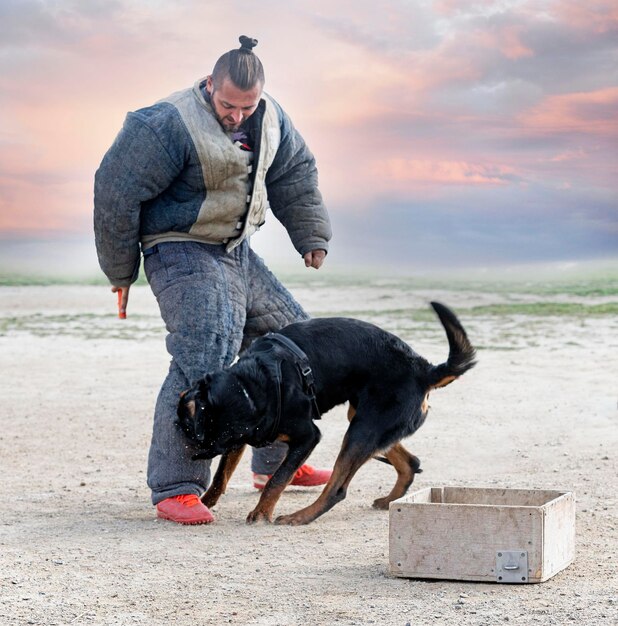 Photo training of rottweiler