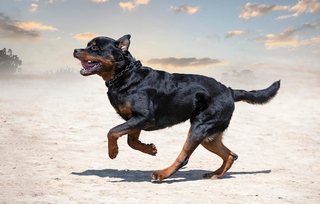 Training of rottweiler