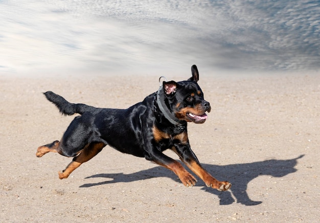 Training of rottweiler