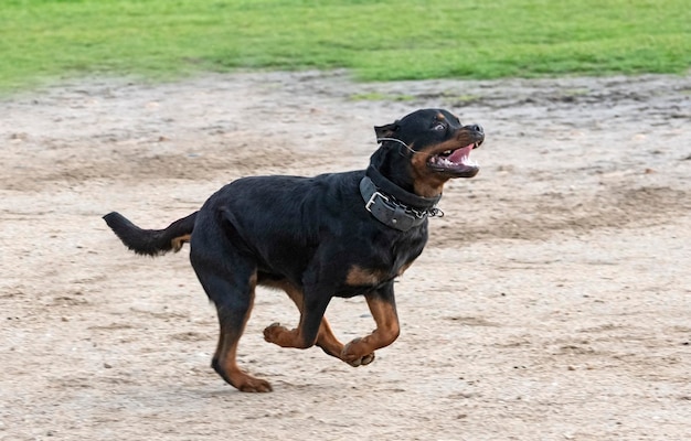 Training of rottweiler