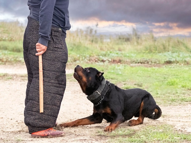 Foto formazione di rottweiler