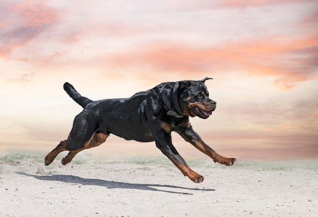 Training of rottweiler