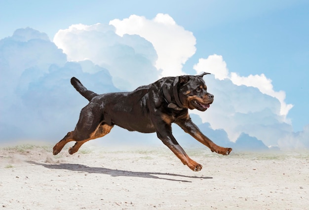 training of rottweiler