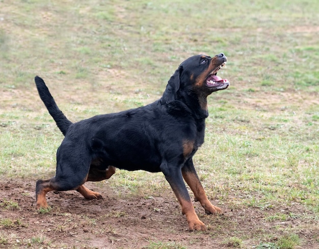 training of rottweiler