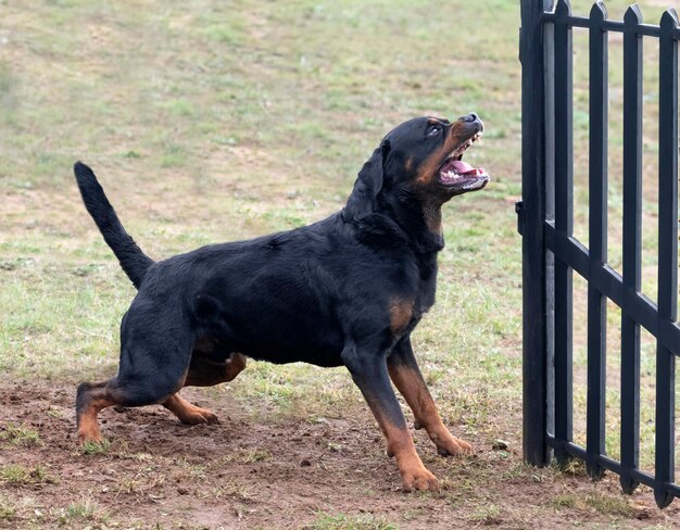 training of rottweiler