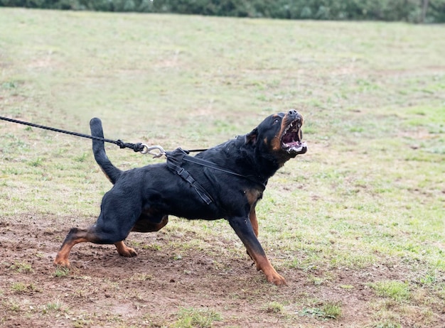 Photo training of rottweiler