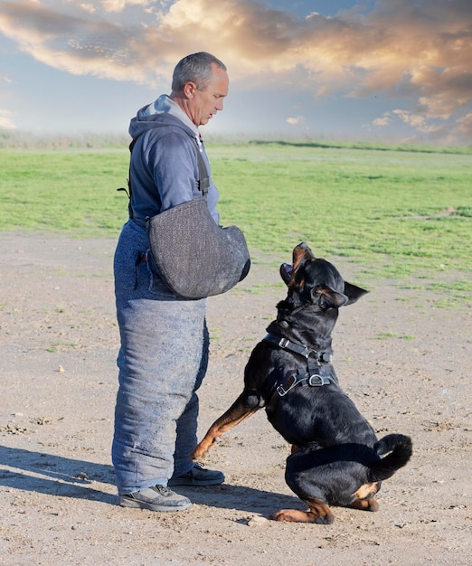 training of rottweiler