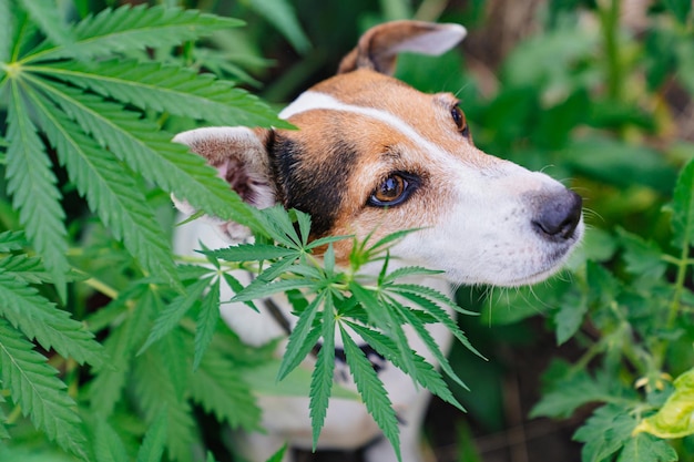 大麻植物を探すためのサービス犬の訓練