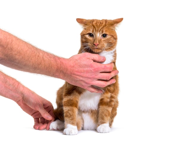 Training session with a young mixed breed ginger cat