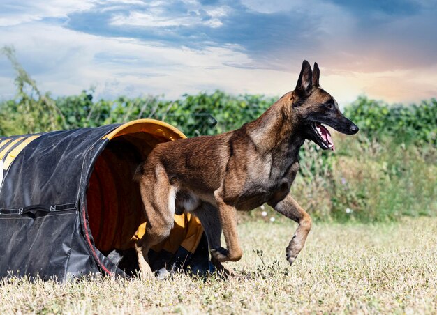 training van behendigheid