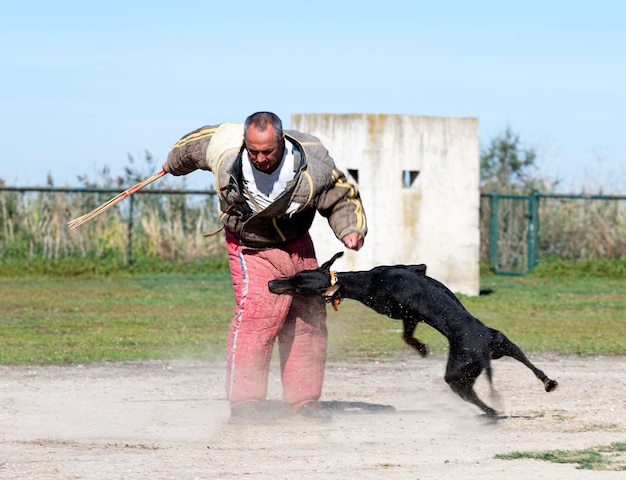 Training van dobermann pinscher