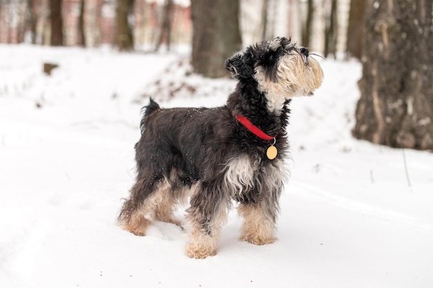 Training van een zwarte en zilveren schnauzer in de winter op straat