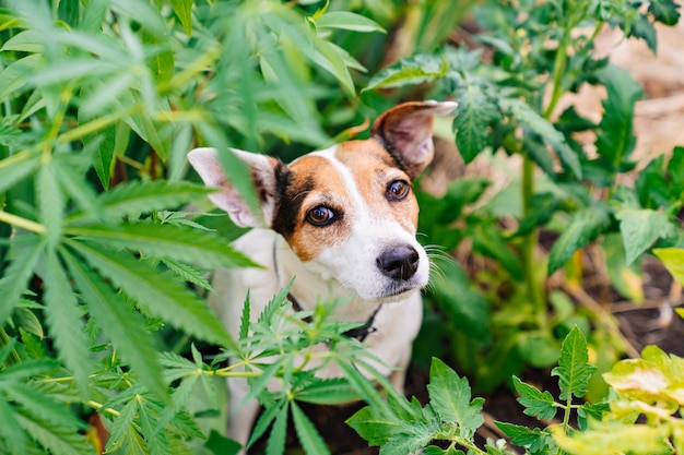 Training van hulphonden om cannabisplanten te zoeken