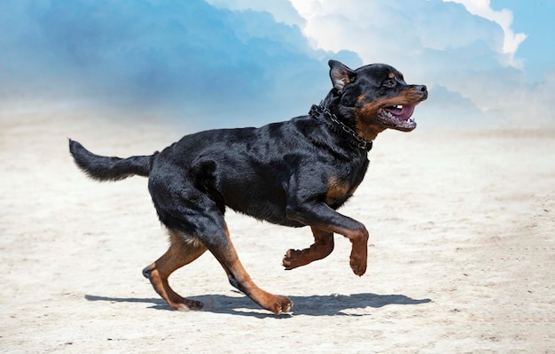 Training van rottweiler