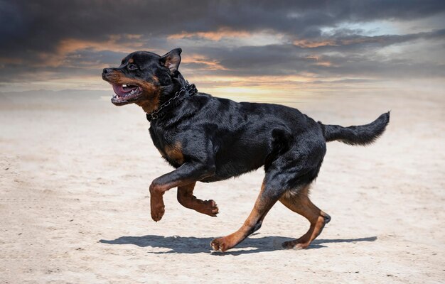 Training van rottweiler