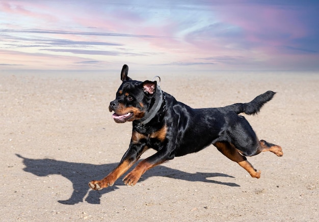 Training van rottweiler