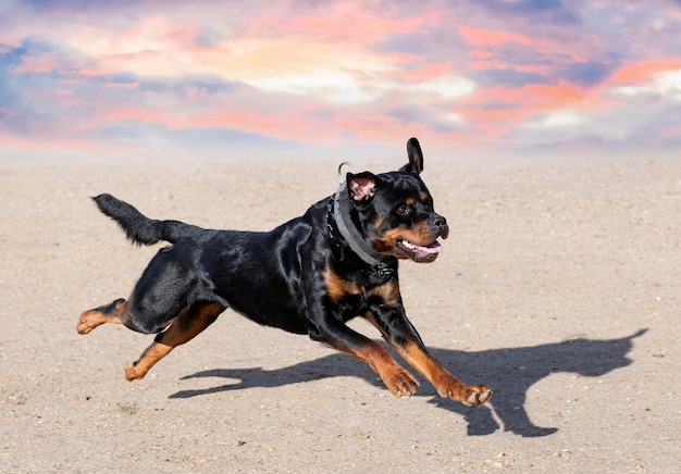 Training van rottweiler